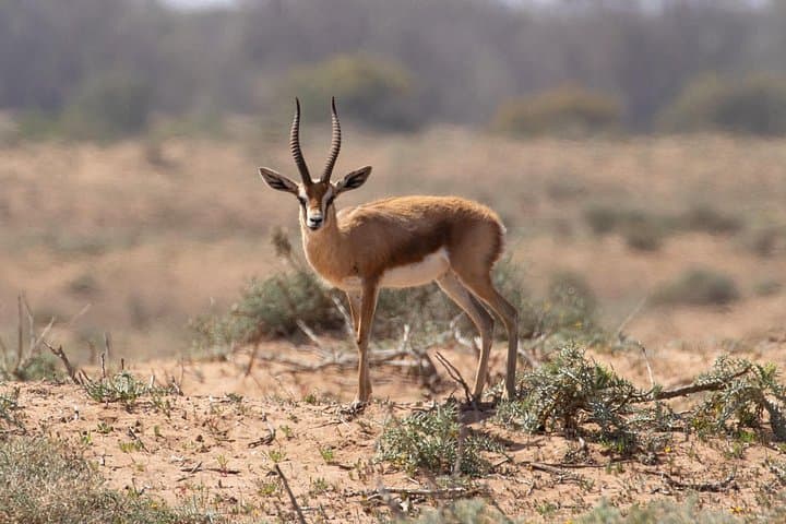 Half-Day Massa National Park Jeep Tour: Coastal Wildlife & Birding from Agadir photo 2