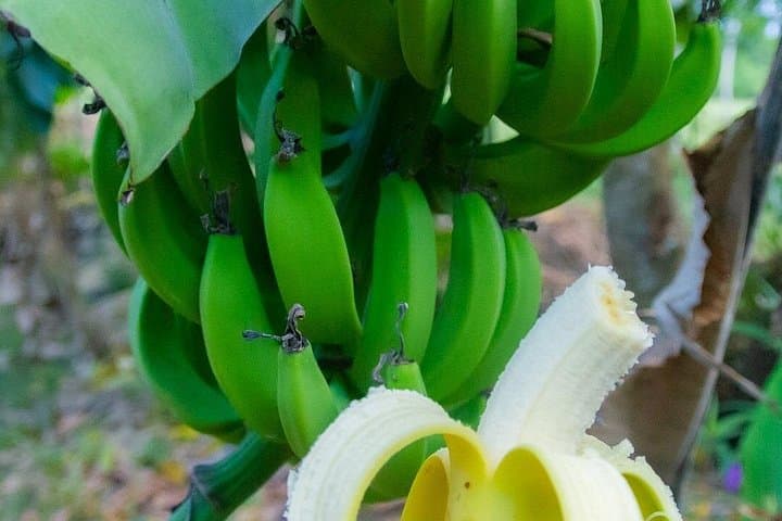 Cabarete Jungle Safari: Mangrove Boat Tour to the Mouth of Rio Yasica photo 4