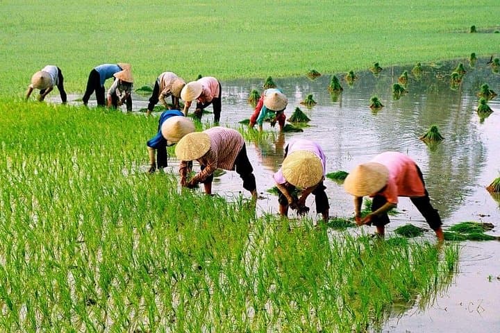 Hoi An Countryside Motorbike Tour — 3-Hour Scooter Ride Through Rice Fields photo 3