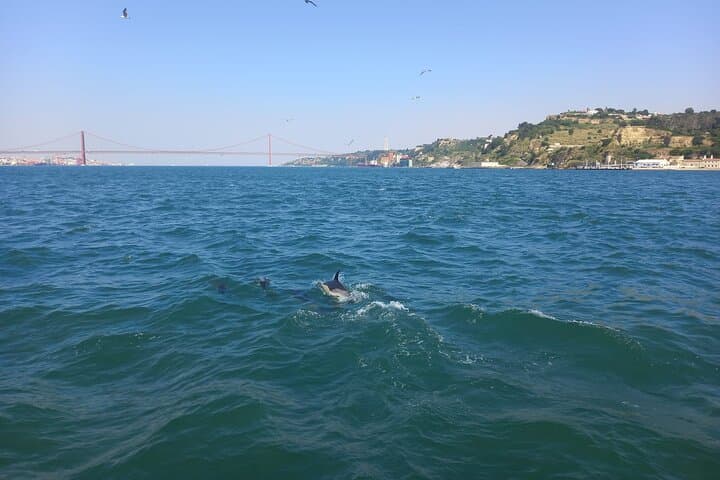 Lisbon Dolphin-Watching Cruise: Tagus to the Atlantic for Marine Encounters photo 5