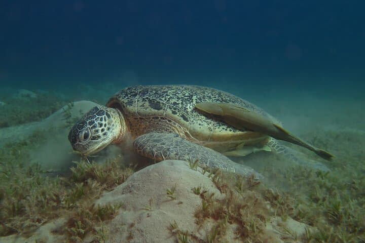 Dive with Dugongs and Turtles at Abu Dabbab: 2-Dive Trip from Marsa Alam