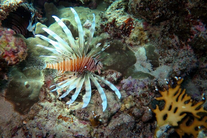 Dive with Dugongs and Turtles at Abu Dabbab: 2-Dive Trip from Marsa Alam photo 2
