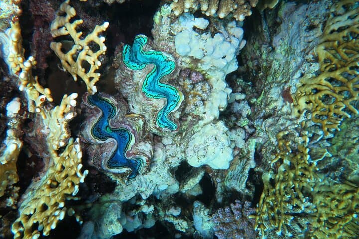 Dive with Dugongs and Turtles at Abu Dabbab: 2-Dive Trip from Marsa Alam photo 3