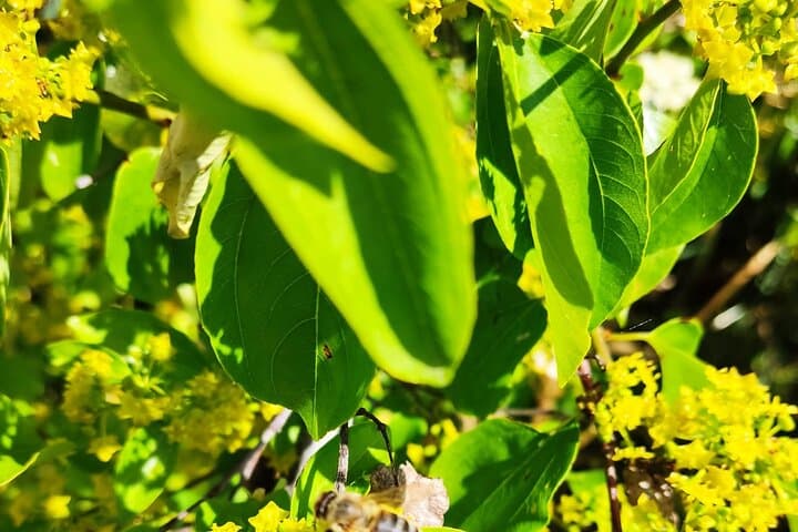 Private Bee Safari in Zadar: Apitherapy, Forest Walks & Honey Tasting photo 4