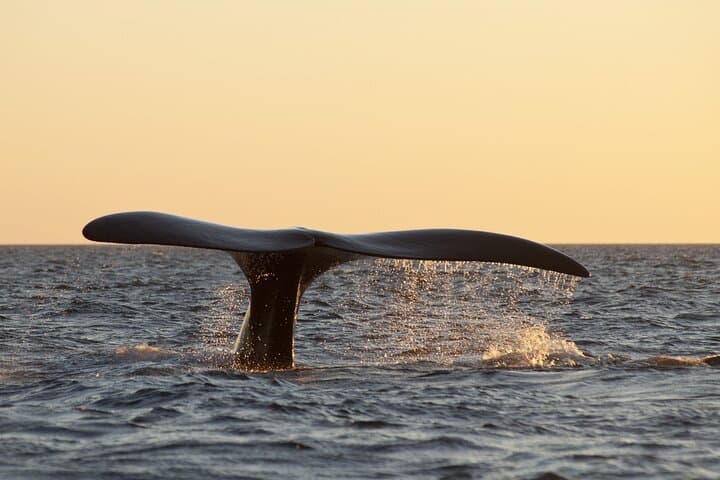 Peninsula Valdés Full-Day Wildlife Tour with Optional Whale-Watching from Puerto Madryn photo 2