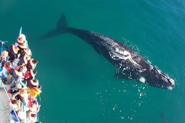Peninsula Valdés Full-Day Wildlife Tour with Optional Whale-Watching from Puerto Madryn photo 3