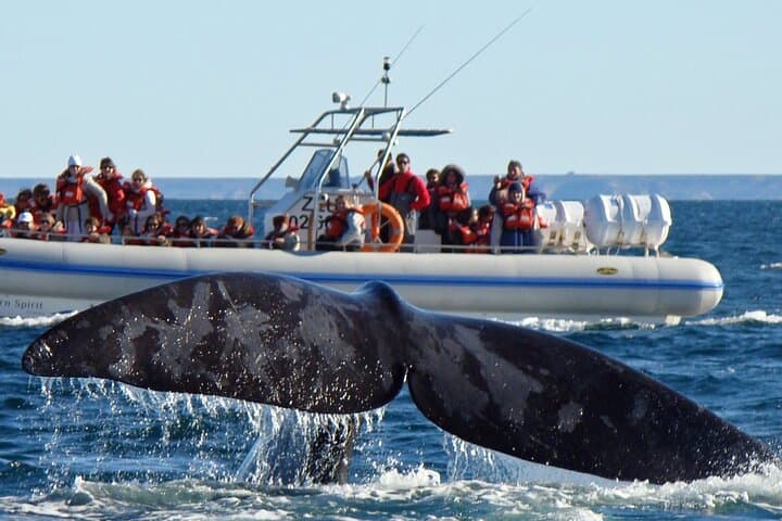 Peninsula Valdés Full-Day Wildlife Tour with Optional Whale-Watching from Puerto Madryn