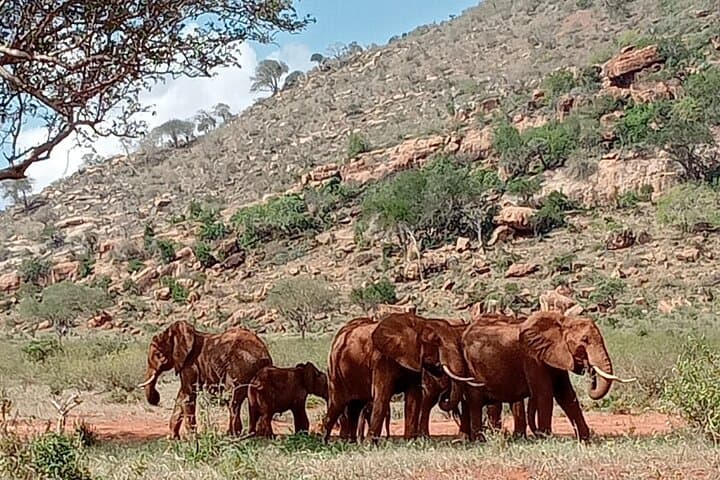 Amboseli Day Safari: Up-Close Elephants and Kilimanjaro Views