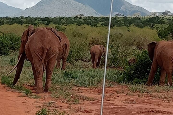 Amboseli Day Safari: Up-Close Elephants and Kilimanjaro Views photo 3