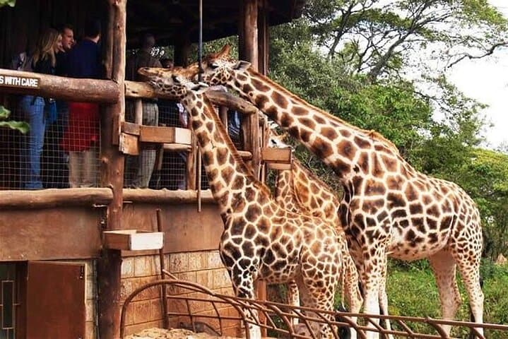 Half-Day Nairobi Layover Safari: Giraffe Centre & Nairobi National Park photo 5