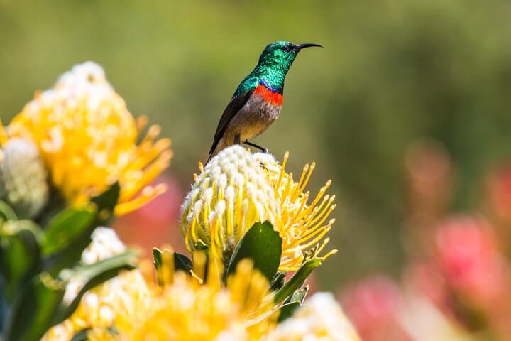Cape Town 4-Day Combo: Table Mountain, Cape of Good Hope, Winelands & Aquila Safari photo 4