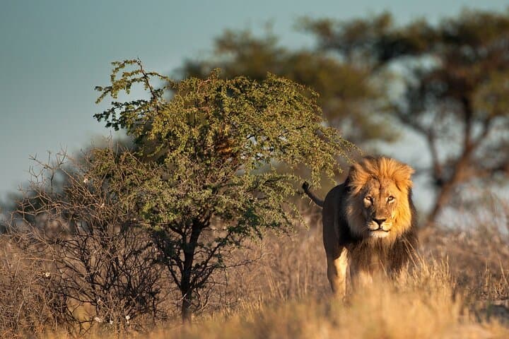 Cape Town 4-Day Combo: Table Mountain, Cape of Good Hope, Winelands & Aquila Safari photo 6