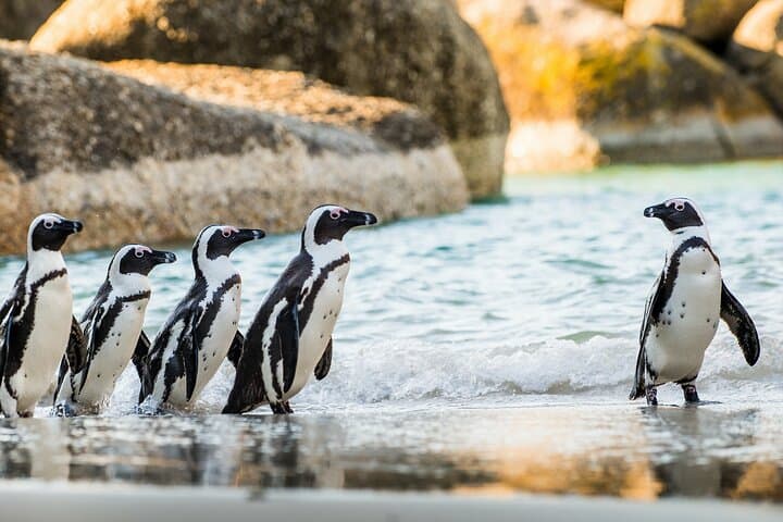 Cape Town 4-Day Combo: Table Mountain, Cape of Good Hope, Winelands & Aquila Safari