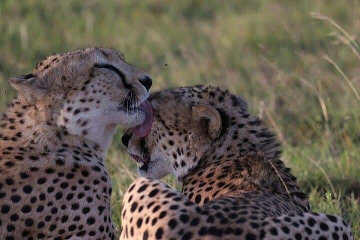 3-Day Solio Ranch & Aberdares Safari — Rhino Tracking, Mt. Kenya Views, and Classic Game Drives photo 3