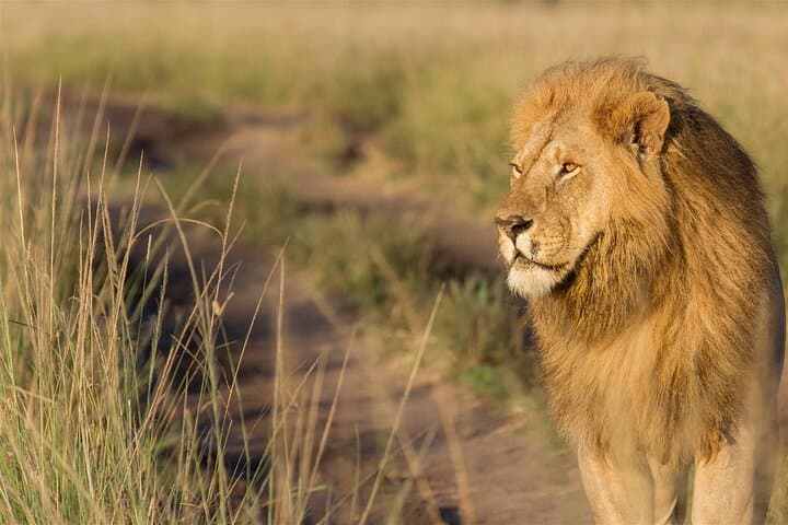 3-Day Maasai Mara Group Safari: Big Five, Wildebeest Migration & Camp Experience photo 5