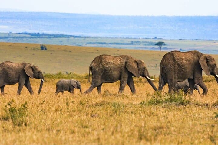 3-Day Maasai Mara Group Safari: Big Five, Wildebeest Migration & Camp Experience photo 6