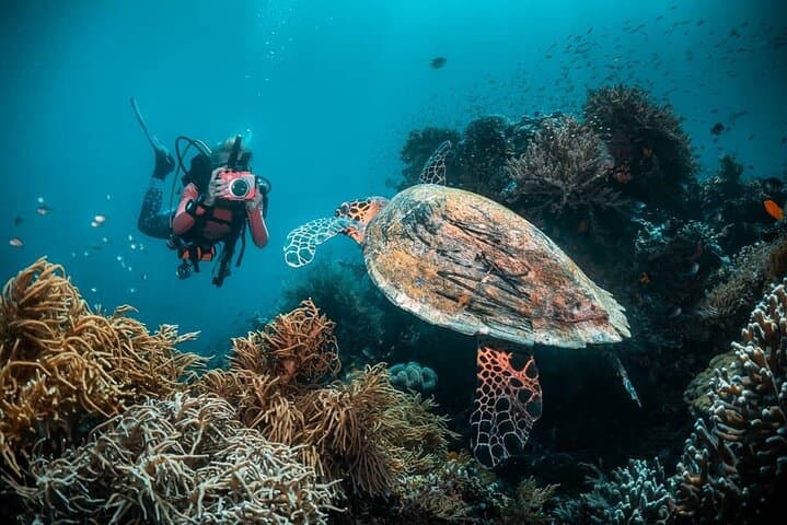 Nusa Penida Diving: Discover Scuba with Manta Rays & Turtles photo 6