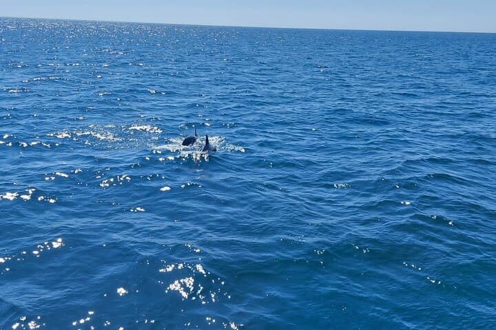 Estepona Catamaran Dolphin Trip – 2-Hour Sea Swim & Sunset Views photo 2
