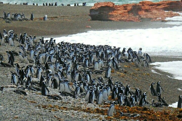Beagle Channel Penguin Walk: Martillo Island Day Trip from Ushuaia photo 6
