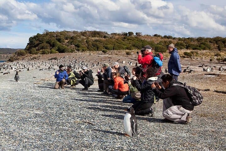 Beagle Channel Penguin Walk: Martillo Island Day Trip from Ushuaia photo 2