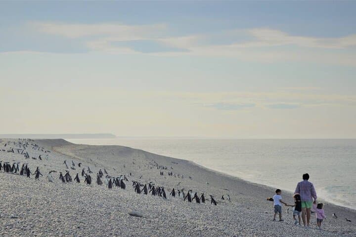 Beagle Channel Penguin Walk: Martillo Island Day Trip from Ushuaia photo 5