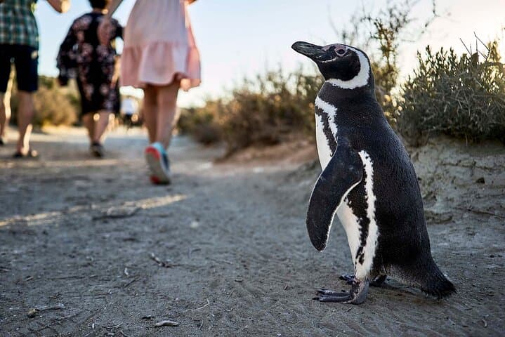 Beagle Channel Penguin Walk: Martillo Island Day Trip from Ushuaia photo 4