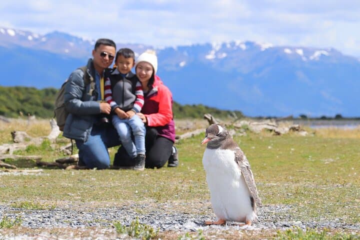 Beagle Channel Penguin Walk: Martillo Island Day Trip from Ushuaia