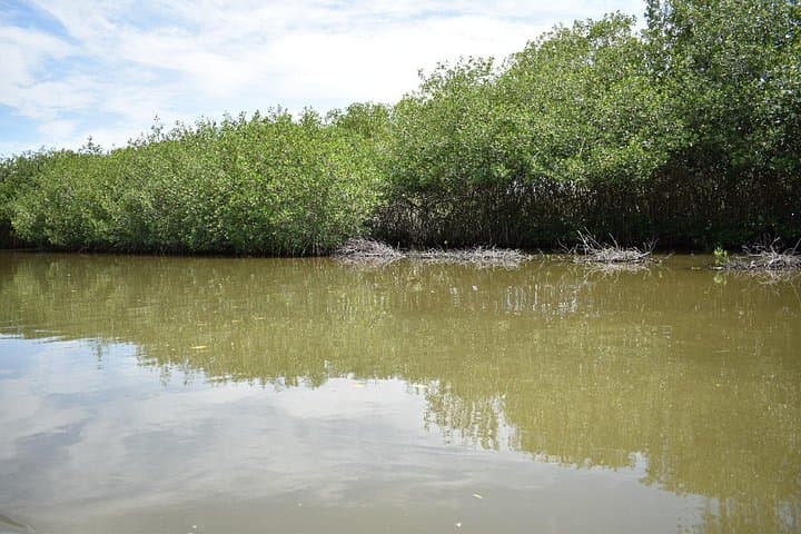 Cartagena Mangrove Canoe & Totumo Mud Volcano: Full-Day Nature Tour photo 4