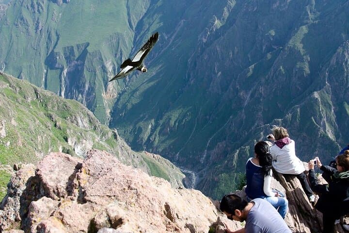 Colca Canyon Day Trip from Arequipa: Condors, Hot Springs & Andean Landscapes