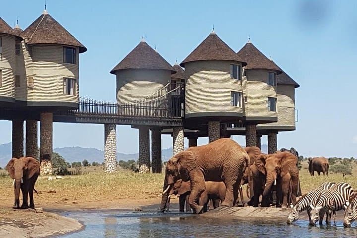 3-Day Salt Lick Safari from Nairobi — Saltlick Lodge & Taita Hills Game Drives photo 1