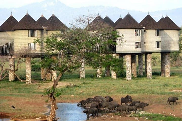 3-Day Salt Lick Safari from Nairobi — Saltlick Lodge & Taita Hills Game Drives photo 3