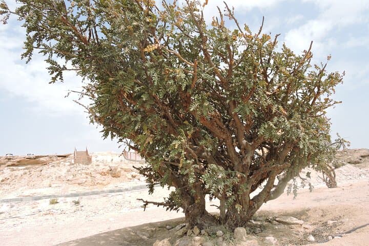 Empty Quarter Desert Safari from Salalah: Ubar, Wadi Dawkha & Dune Bashing photo 2