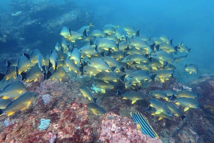 Hikkaduwa Scuba Diving: Wrecks, Coral Reefs & Rays on Sri Lanka's Southwest Coast