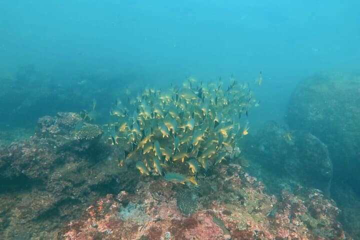 Hikkaduwa Scuba Diving: Wrecks, Coral Reefs & Rays on Sri Lanka's Southwest Coast photo 2