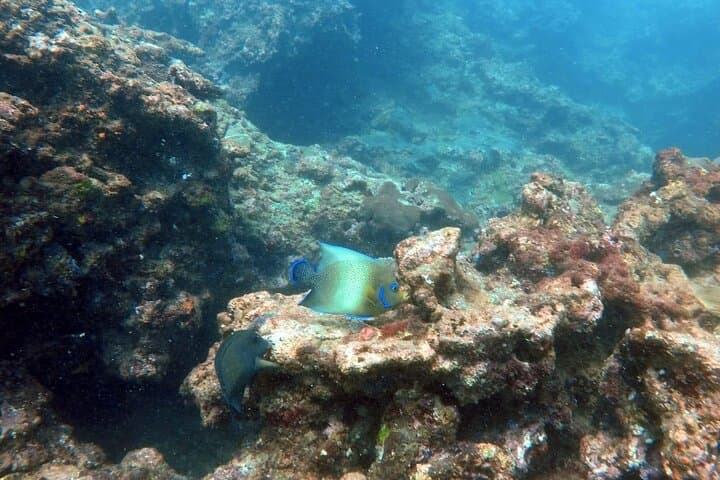 Scuba Diving in Kalpitiya: Wrecks, Corals and Dolphin Encounters photo 4