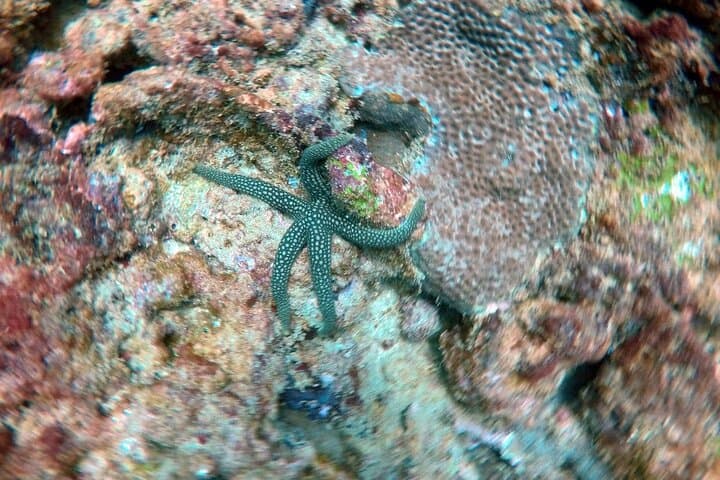 Night Diving in Negombo: Explore Sri Lanka's Nocturnal Seascape photo 3