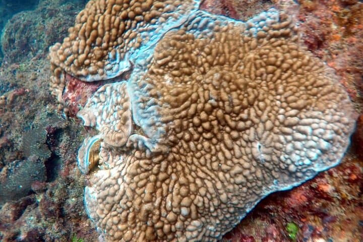 Scuba Diving in Kalpitiya: Wrecks, Corals and Dolphin Encounters photo 3