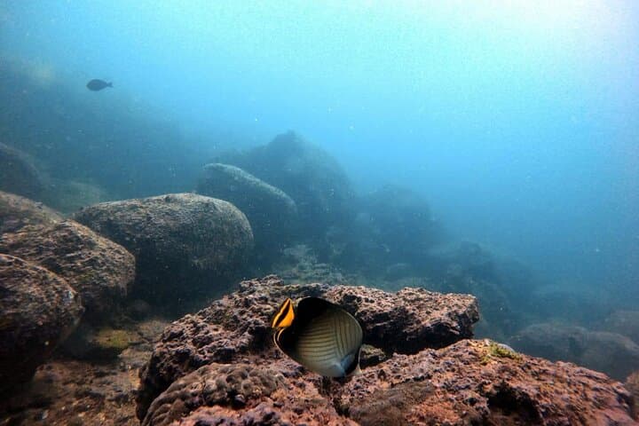 Hikkaduwa Scuba Diving: Wrecks, Coral Reefs & Rays on Sri Lanka's Southwest Coast photo 3