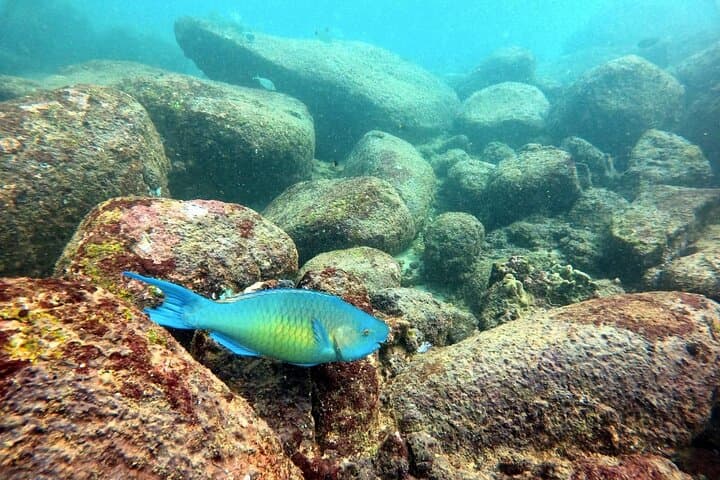 Hikkaduwa Scuba Diving: Wrecks, Coral Reefs & Rays on Sri Lanka's Southwest Coast photo 4