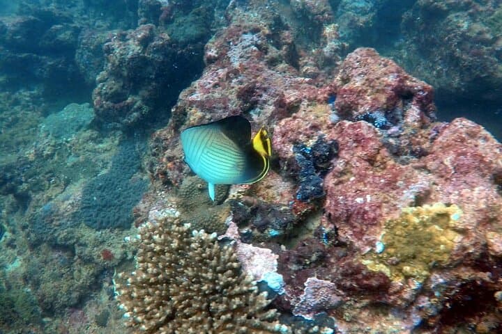 Night Diving in Negombo: Explore Sri Lanka's Nocturnal Seascape