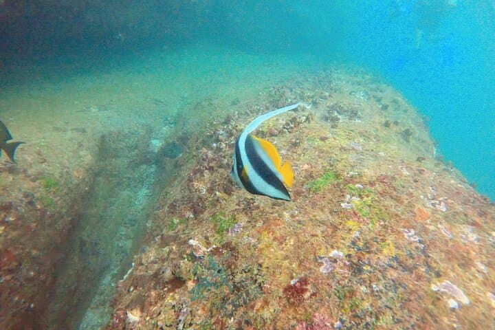 Small Group Snorkeling in Hikkaduwa: Explore Coral Gardens & Shallow Reefs