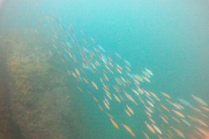 Small Group Snorkeling in Hikkaduwa: Explore Coral Gardens & Shallow Reefs photo 2