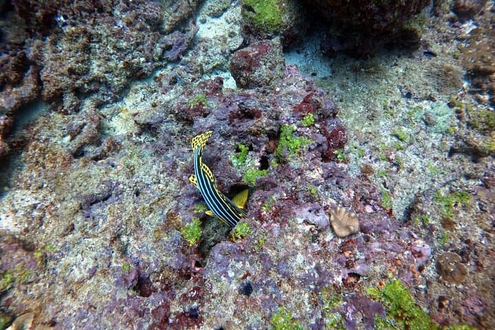 Small Group Snorkeling in Hikkaduwa: Explore Coral Gardens & Shallow Reefs photo 3