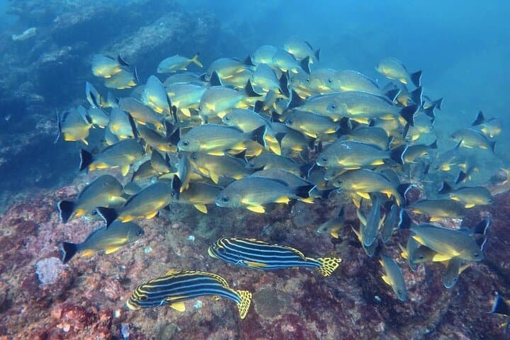 Small Group Snorkeling in Hikkaduwa: Explore Coral Gardens & Shallow Reefs photo 4