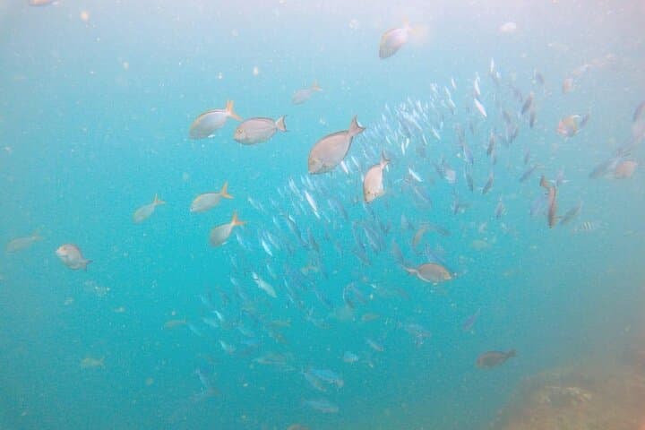 Small Group Snorkeling in Hikkaduwa: Explore Coral Gardens & Shallow Reefs photo 5