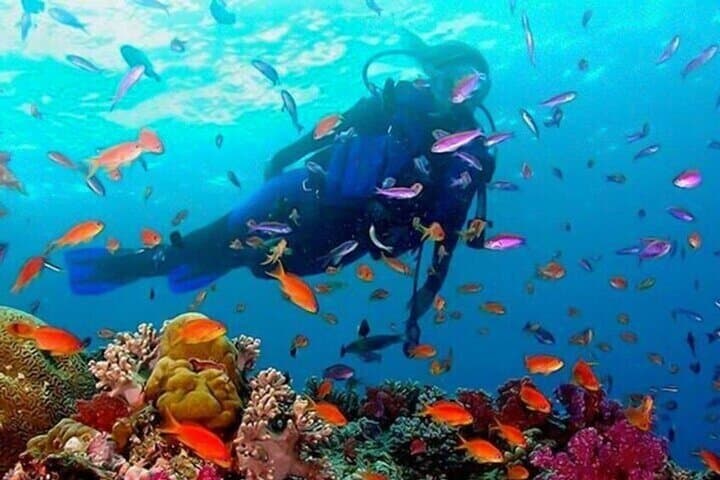 Morning Snorkel in Trincomalee: Coral Reefs, Turtles & Pigeon-Cliff Views photo 2