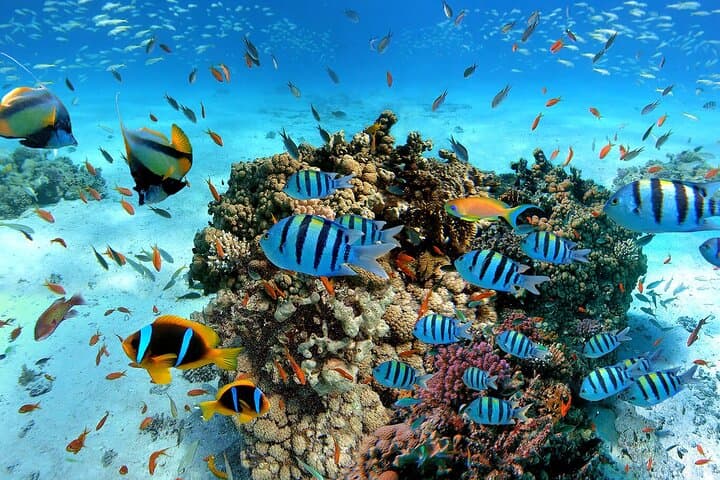 Morning Snorkel in Trincomalee: Coral Reefs, Turtles & Pigeon-Cliff Views photo 3