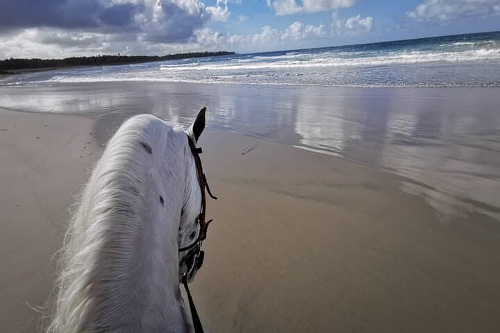 Beach Horseback Riding at Macao Beach — Punta Cana Guided Ride photo 5