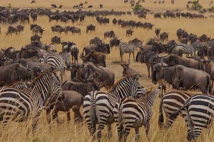 8 Days Exploring Tanzania’s Northern Circuit: Serengeti, Ngorongoro & Wildebeest Migration photo 1