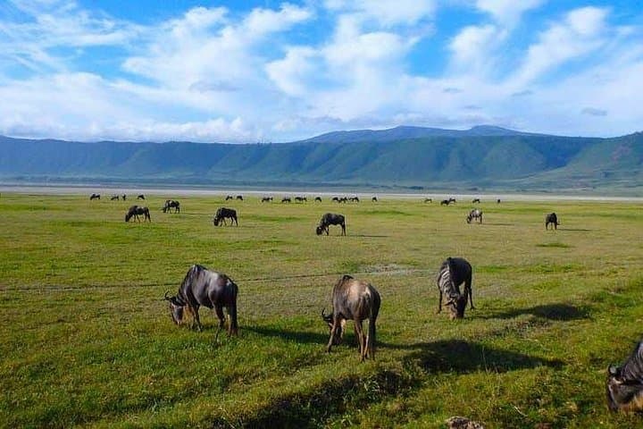 8 Days Exploring Tanzania’s Northern Circuit: Serengeti, Ngorongoro & Wildebeest Migration photo 3